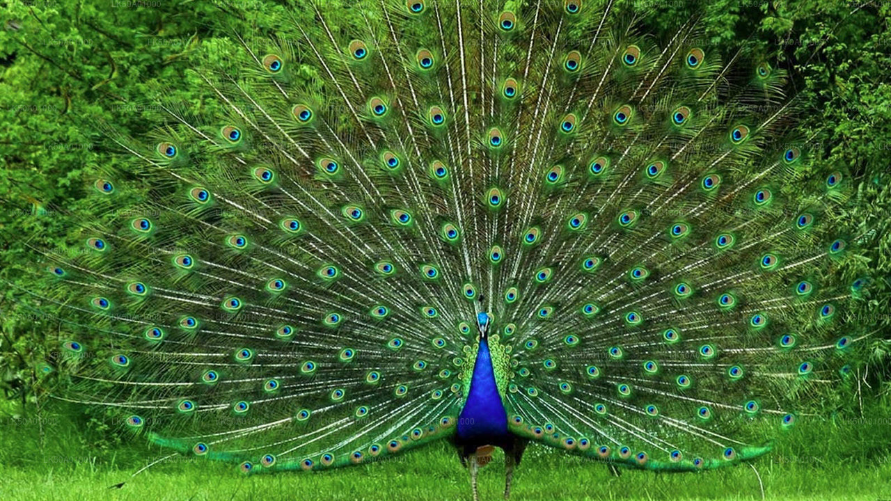 Soukromé safari národního parku Udawalawe