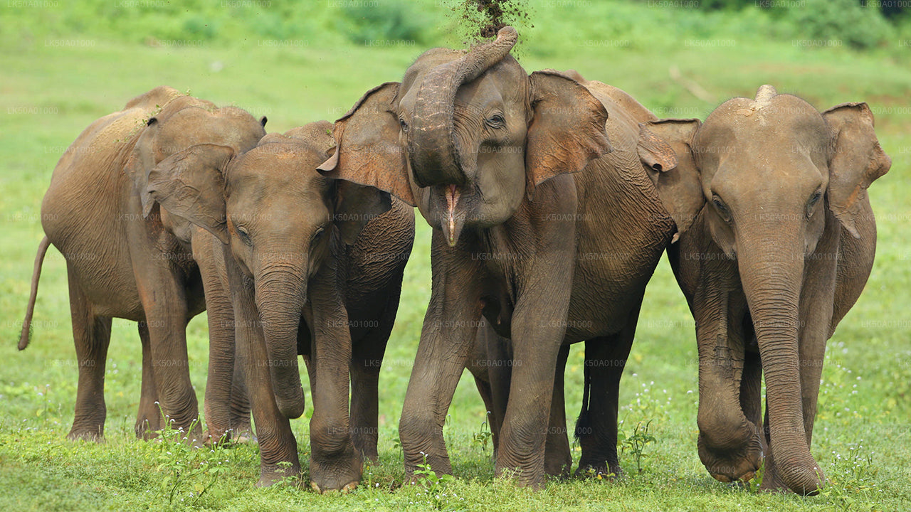 Soukromé safari národního parku Udawalawe