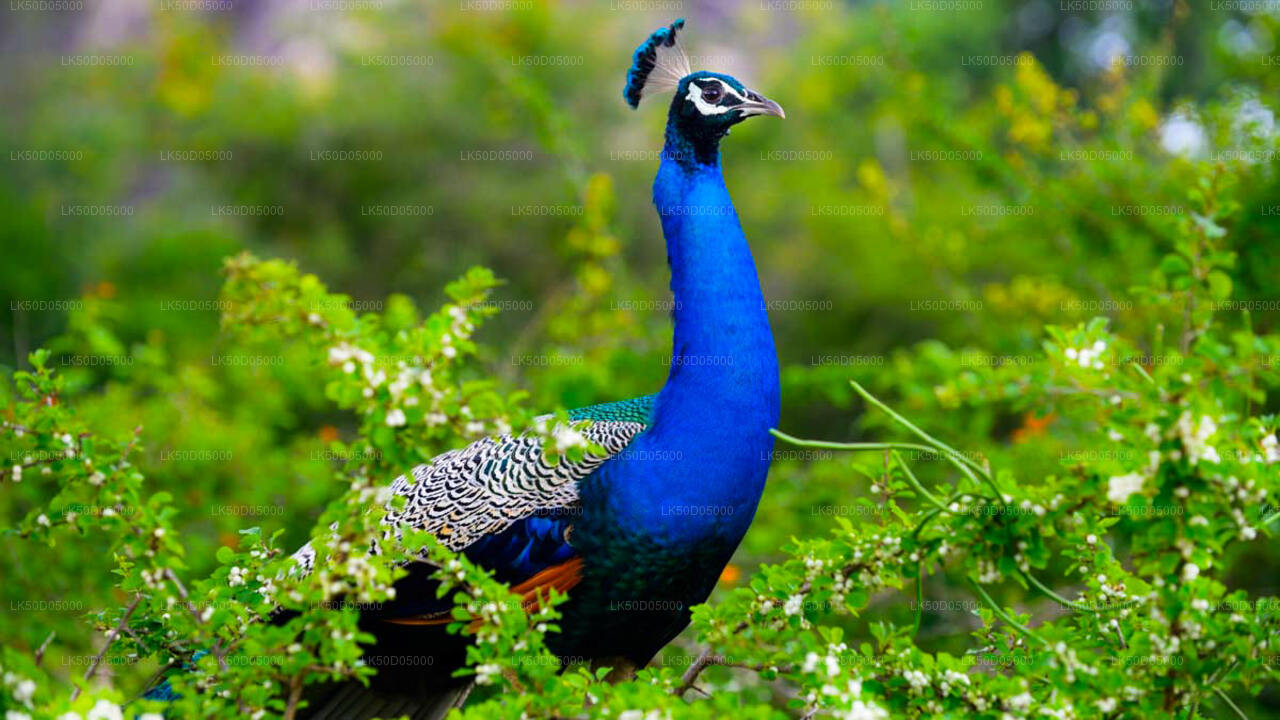 Soukromé safari národního parku Kaudulla ze Sigiriya