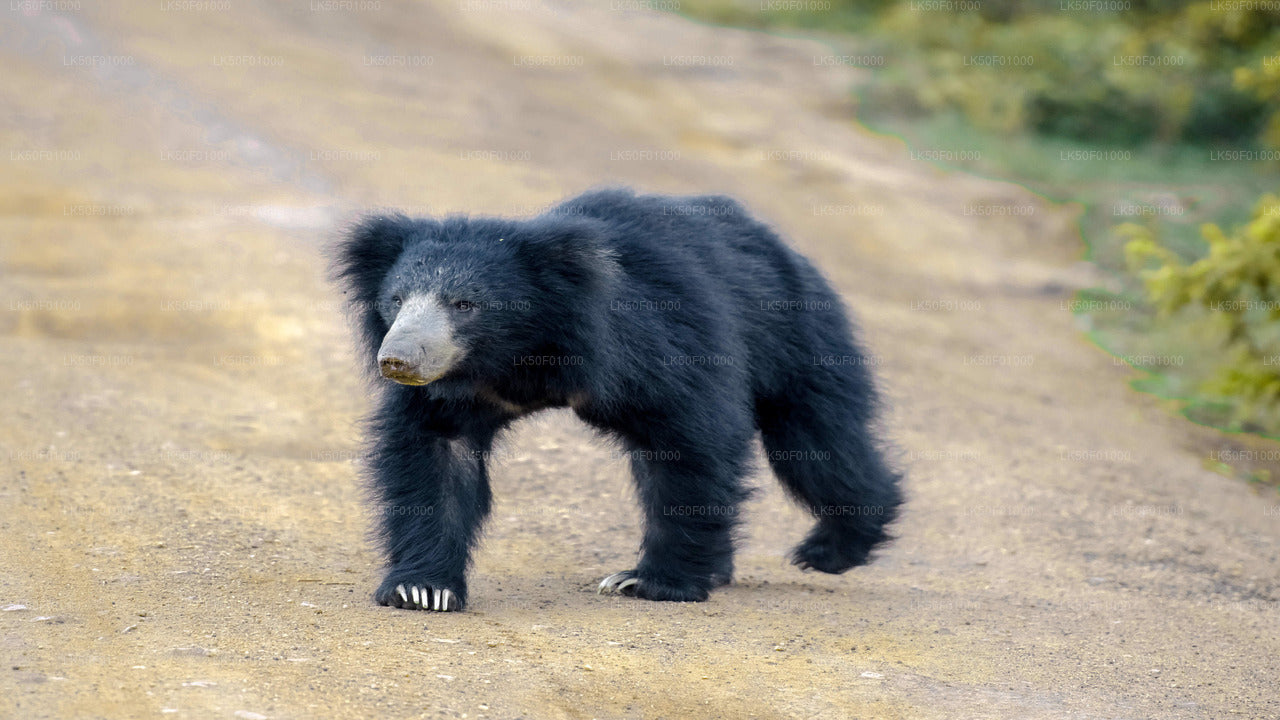 Sloth bear walking along a dirt road in the wild.
