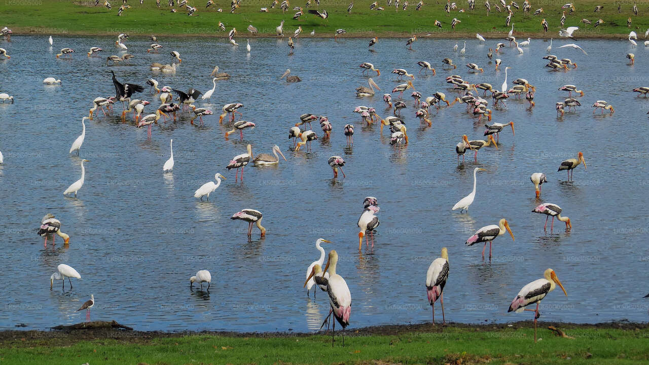Kumana National Park Safari from Arugam Bay