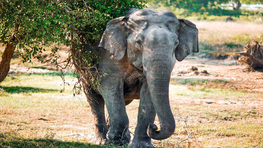 Wild Asian elephant walking near a tree in a grassy open field