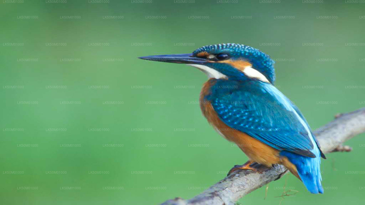 Soukromé safari národního parku Lahugala Kitulana