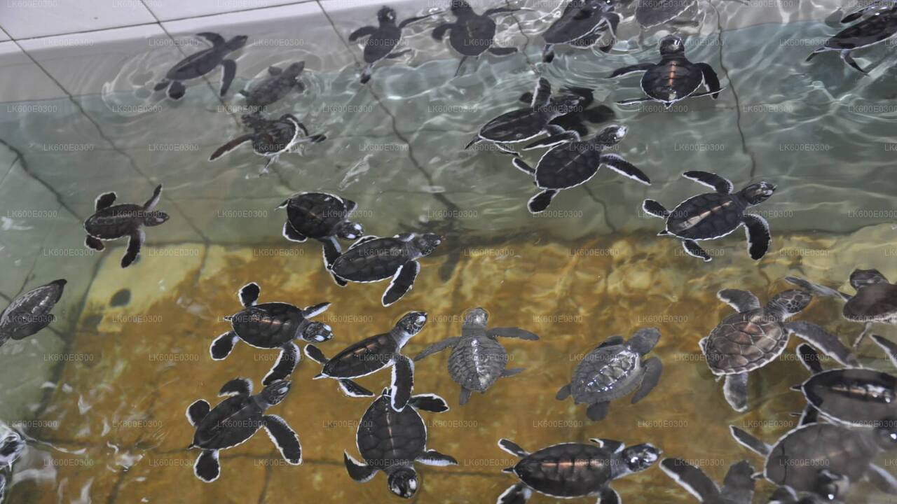 Pobřežní jízda do Galle z Beruwaly