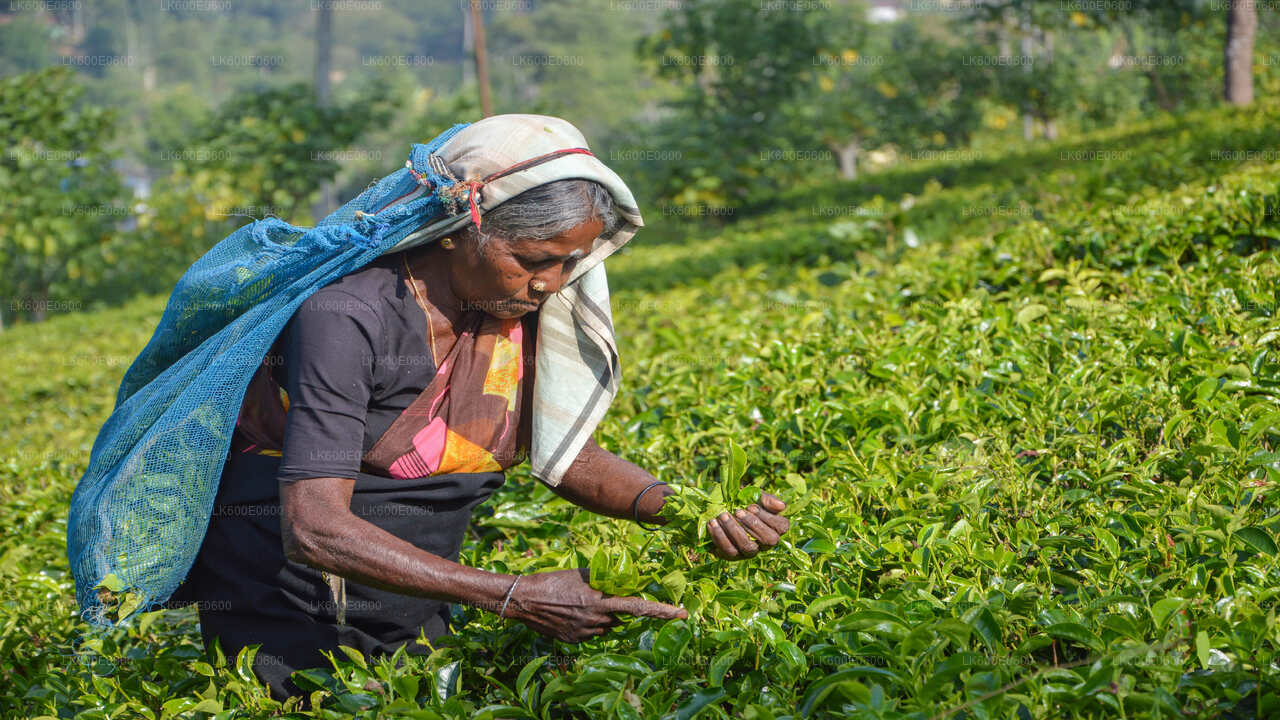 Hlavní památky jižního pobřeží a říční safari z Beruwaly