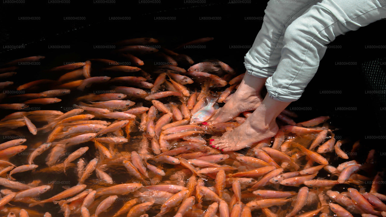 Pobřežní jízda do Galle z Colomba