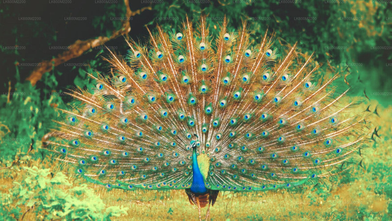 Safari národního parku Yala od Elly