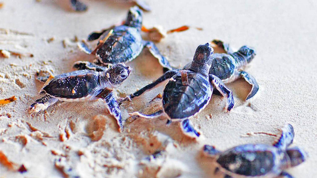 Prohlídka města Bentota z Galle