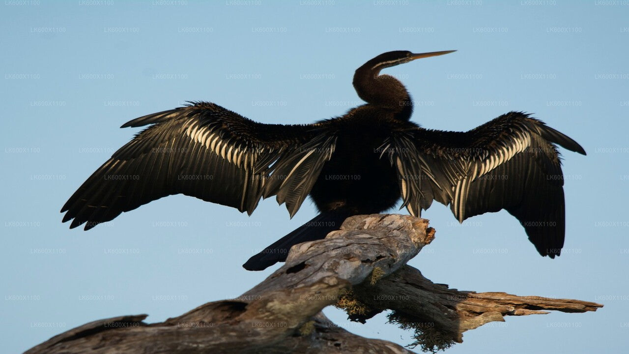 Safari národního parku Bundala z Hikkaduwy