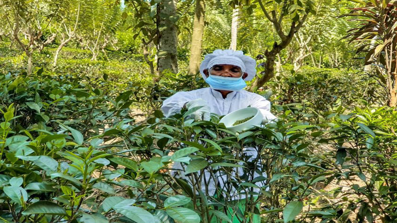 Balapitiya, Handunugoda a Galle z Bentoty