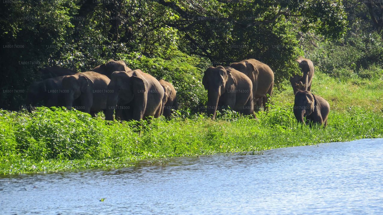 Wasgamuwa National Park Safari from Kandy