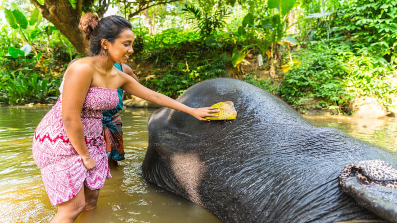 Millennium Elephant Foundation from Colombo