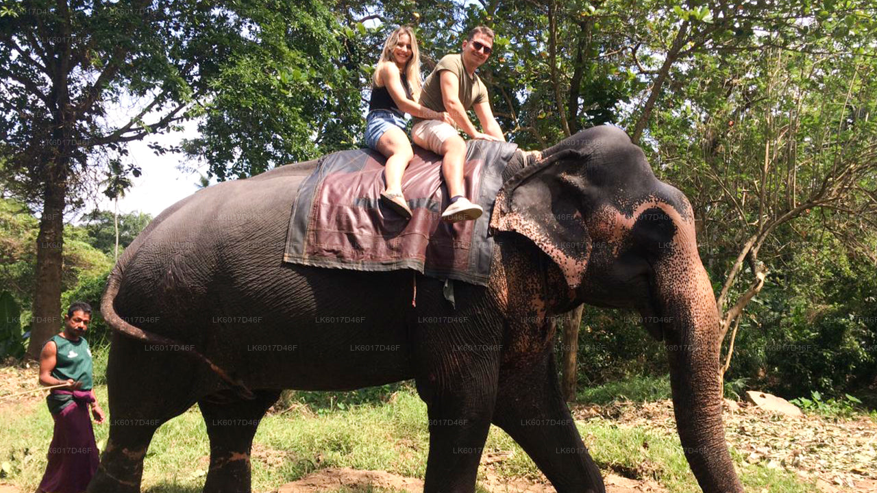 Millennium Elephant Foundation from Colombo