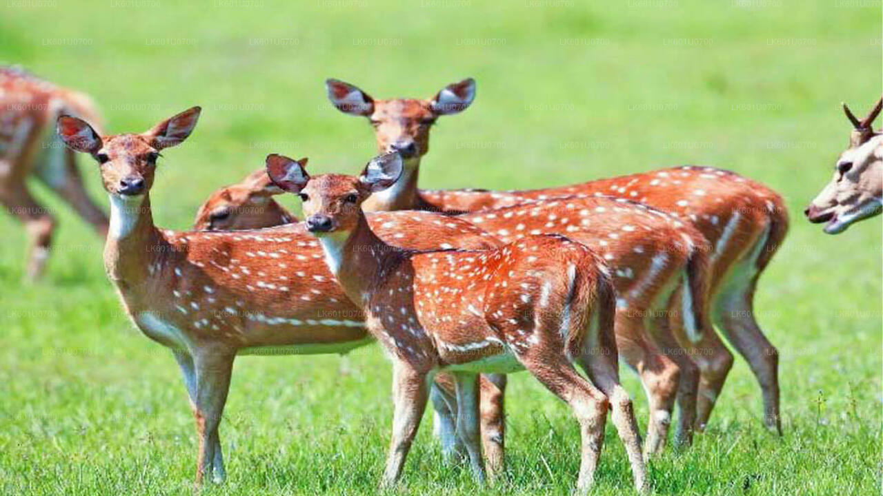 Safari národního parku Wasgamuwa z Polonnaruwy