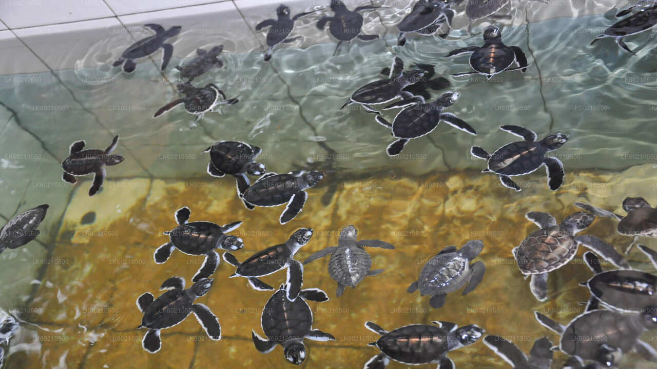 Prohlídka města Bentota z Tangalle