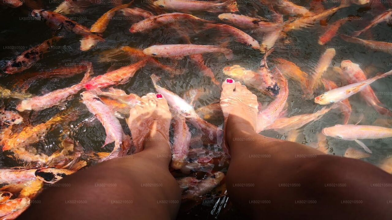 Prohlídka města Bentota z Tangalle