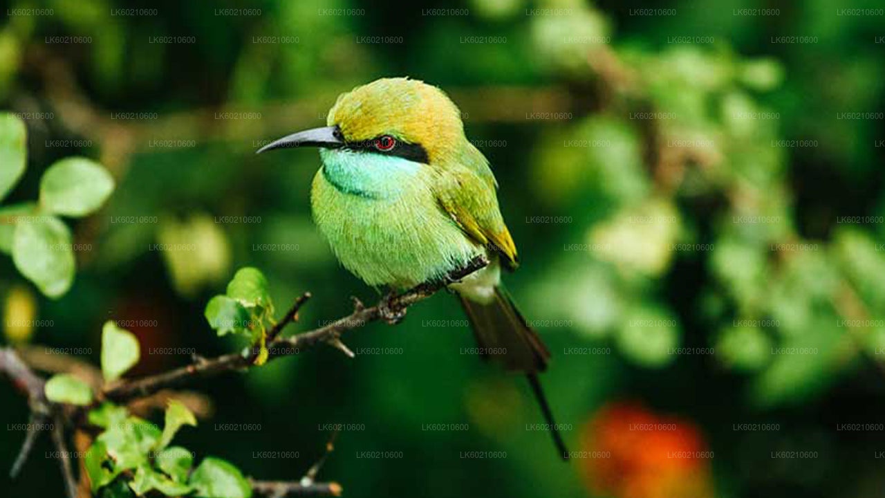 Safari národního parku Bundala z Tangalle