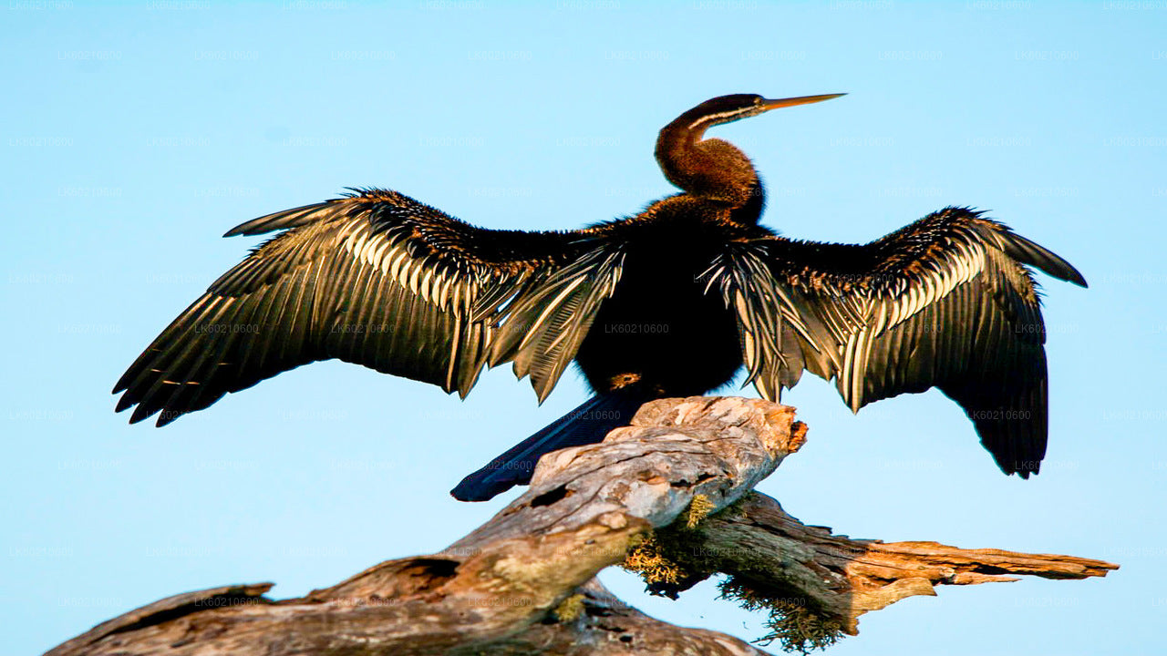 Safari národního parku Bundala z Tangalle