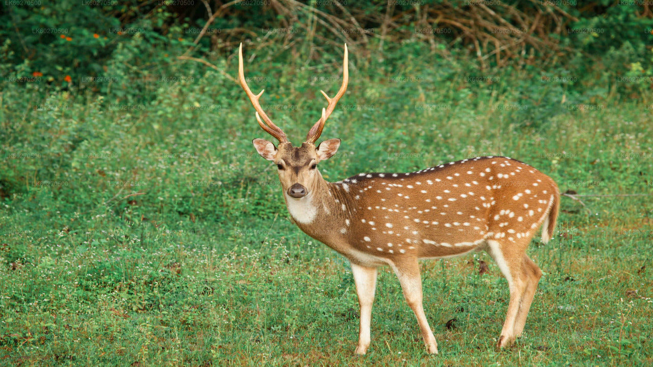 Safari v národním parku Yala z Dikwelly