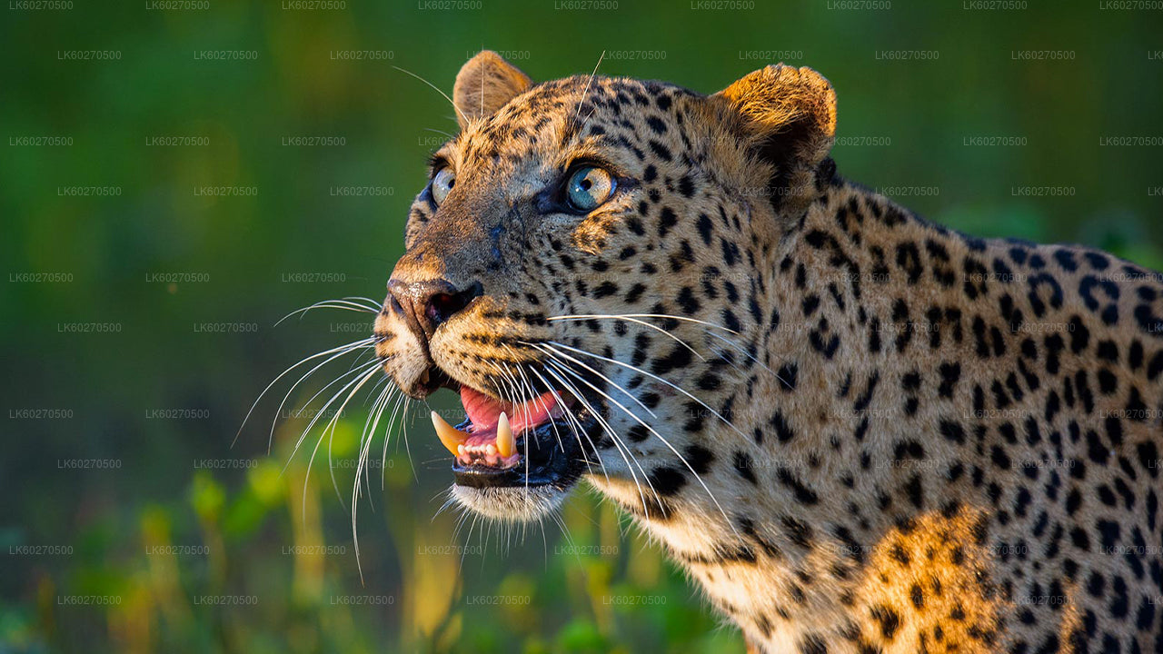 Safari v národním parku Yala z Dikwelly