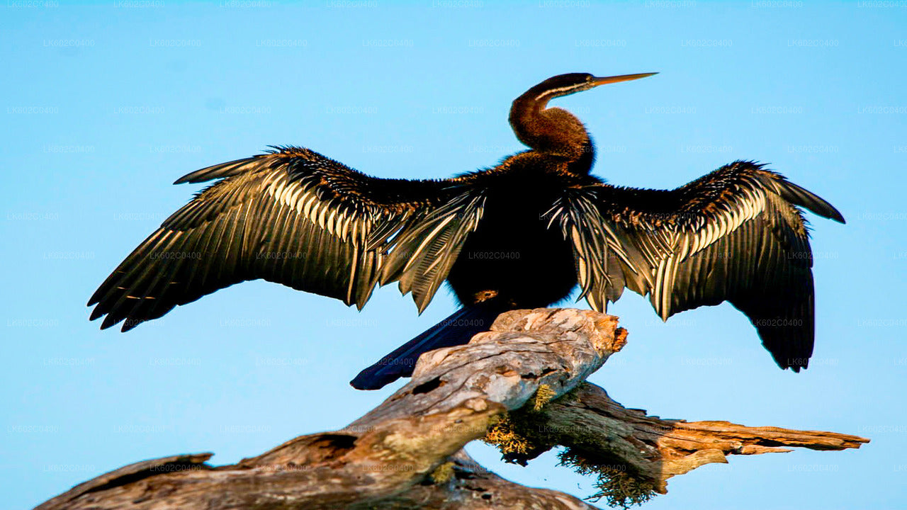 Safari národního parku Bundala z Weligama