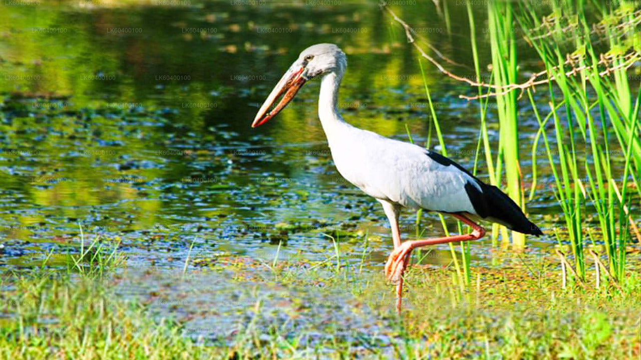 Safari v národním parku Udawalawe z Ahungally