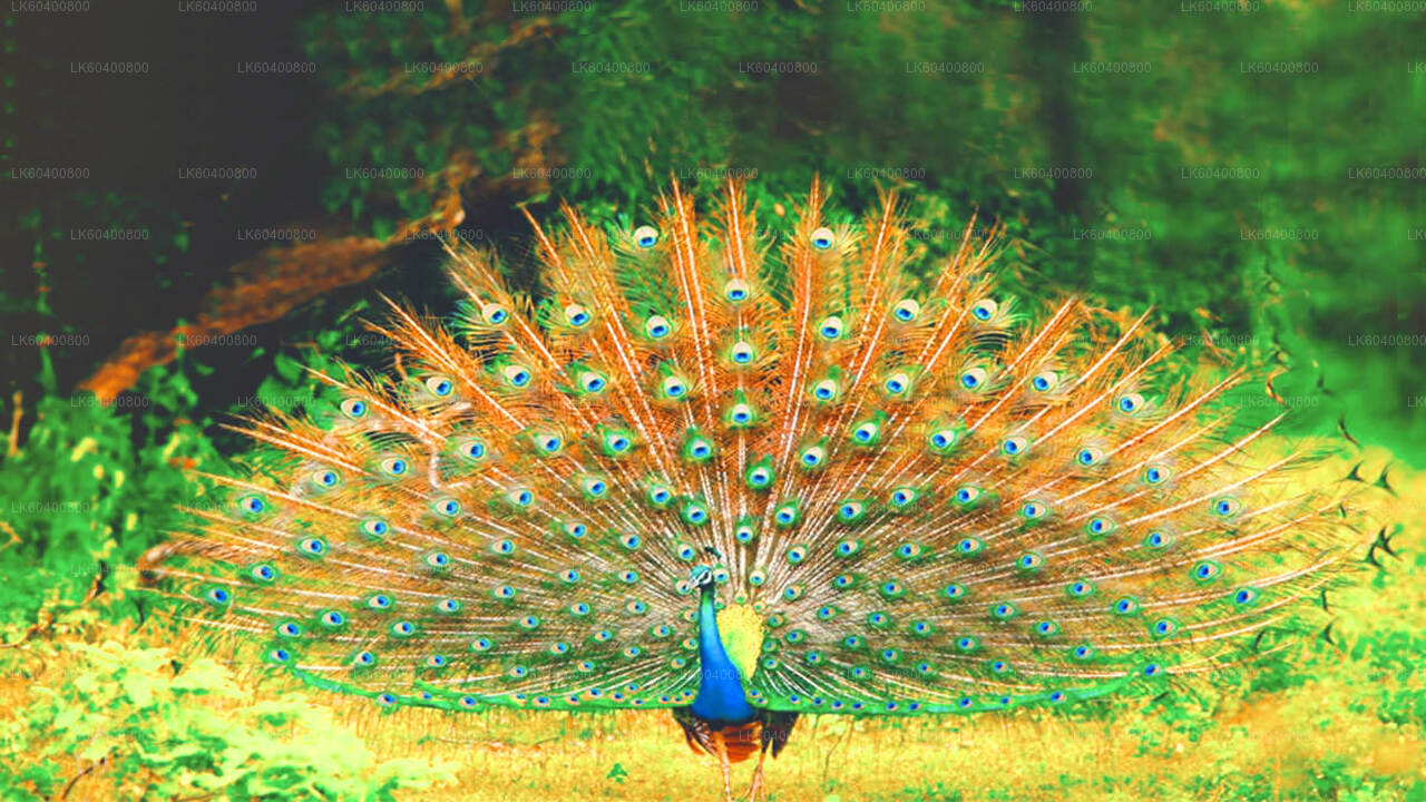 Safari v národním parku Yala z Ahungally