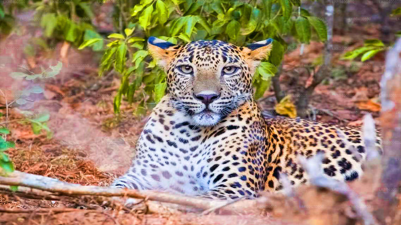 Safari v národním parku Yala z Ahungally