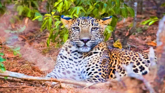 Safari v národním parku Yala z Ahungally