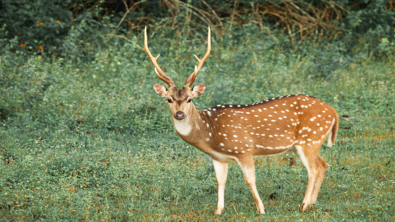 Safari v národním parku Yala z Ahungally