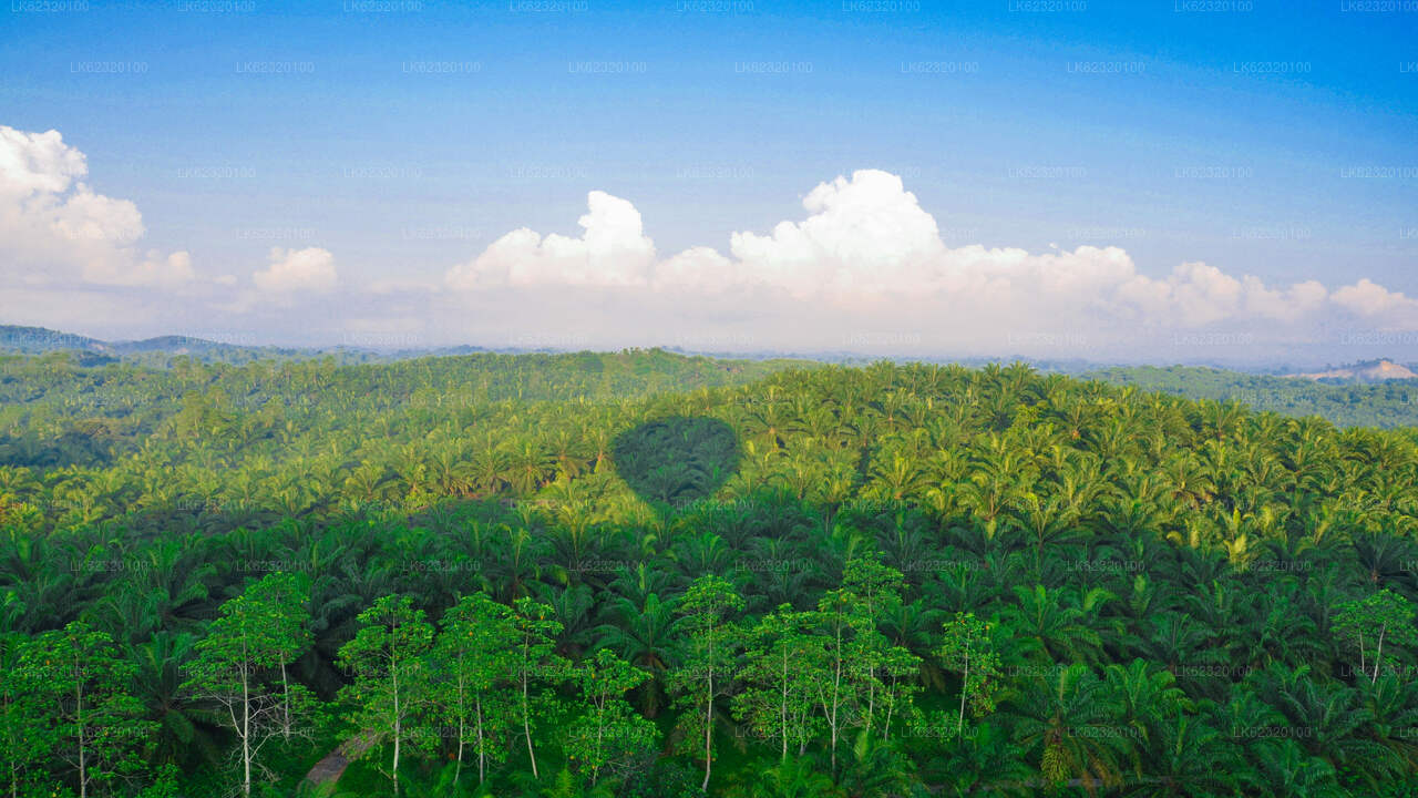 Let horkovzdušným balonem z Habarany