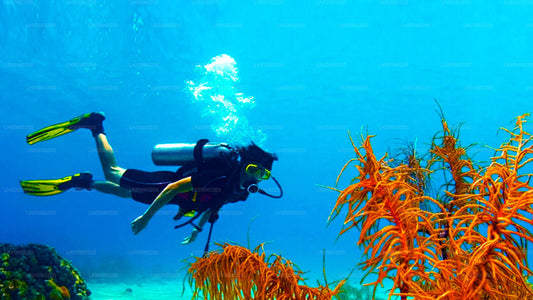 Diving in Mount Lavinia