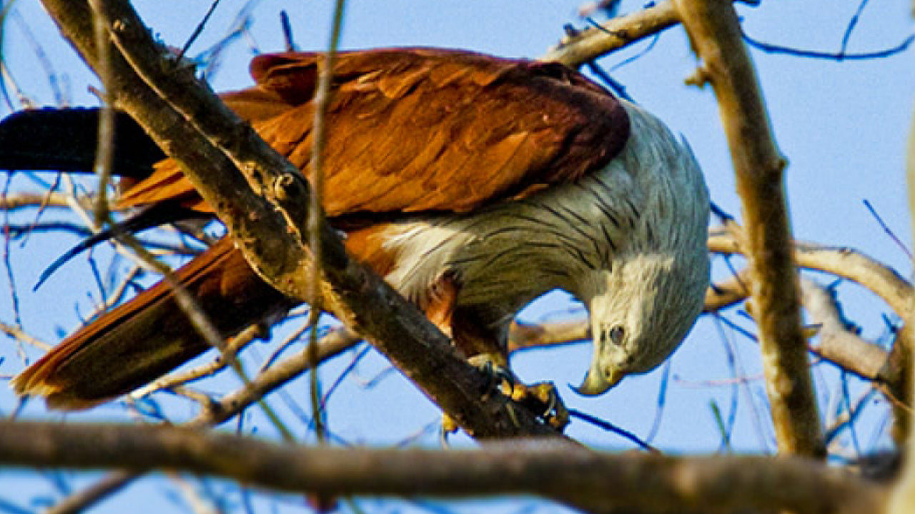 Vstupenka do národního parku Minneriya