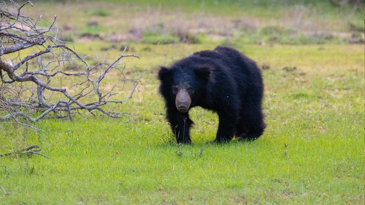 Vstupenky do národního parku Wilpattu