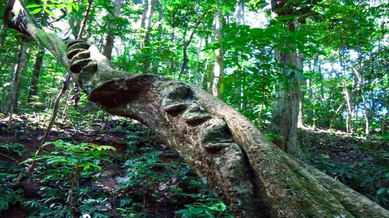 Túra z Kandy do lesní rezervace Udawattakele