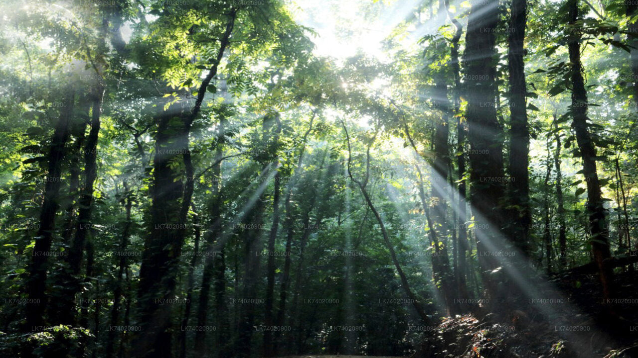 Túra z Kandy do lesní rezervace Udawattakele