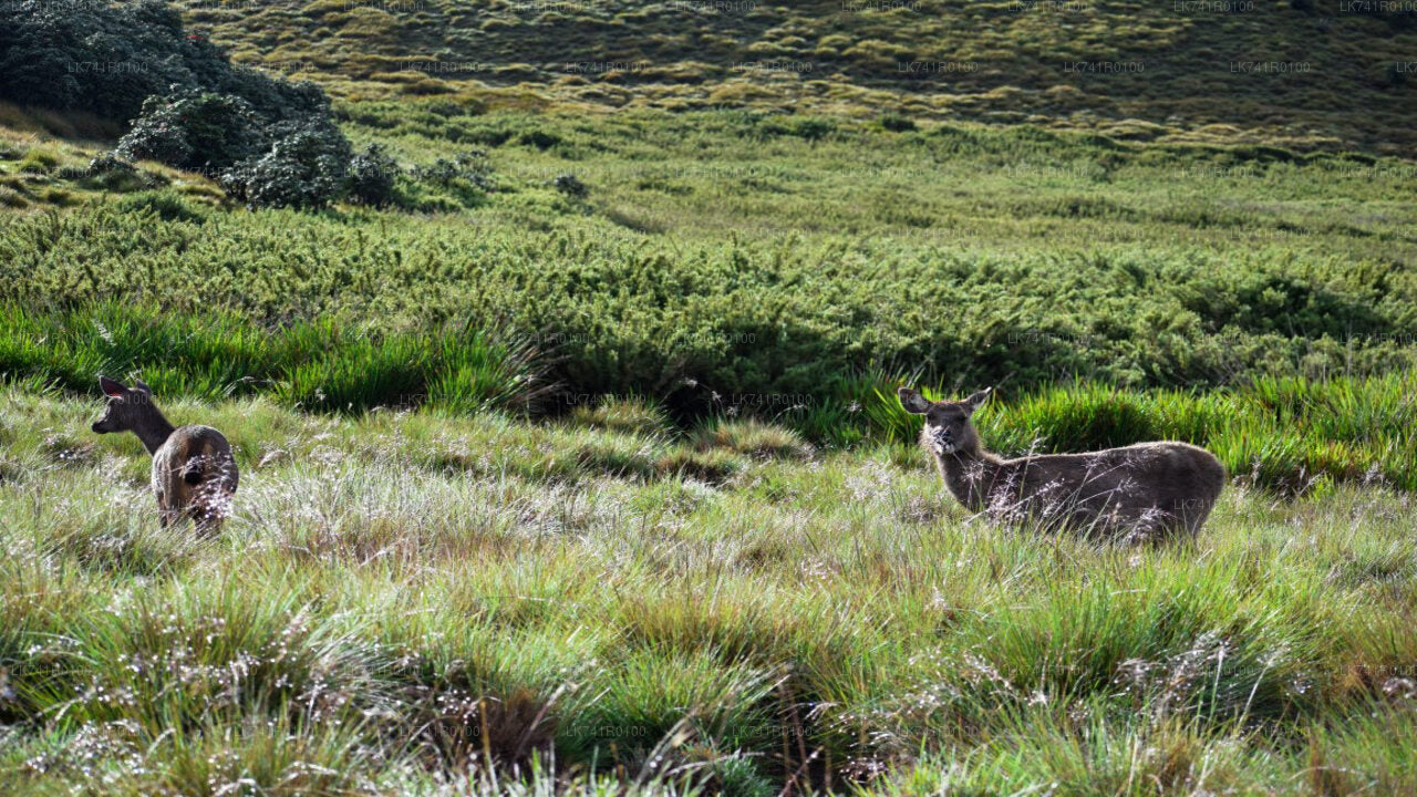 Túra do národního parku Horton Plains z Nuwara Eliya