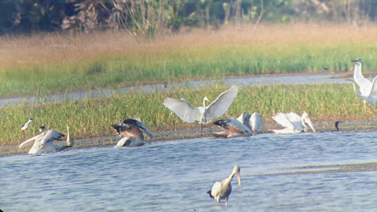 Flamingo Watching from Bundala National Park