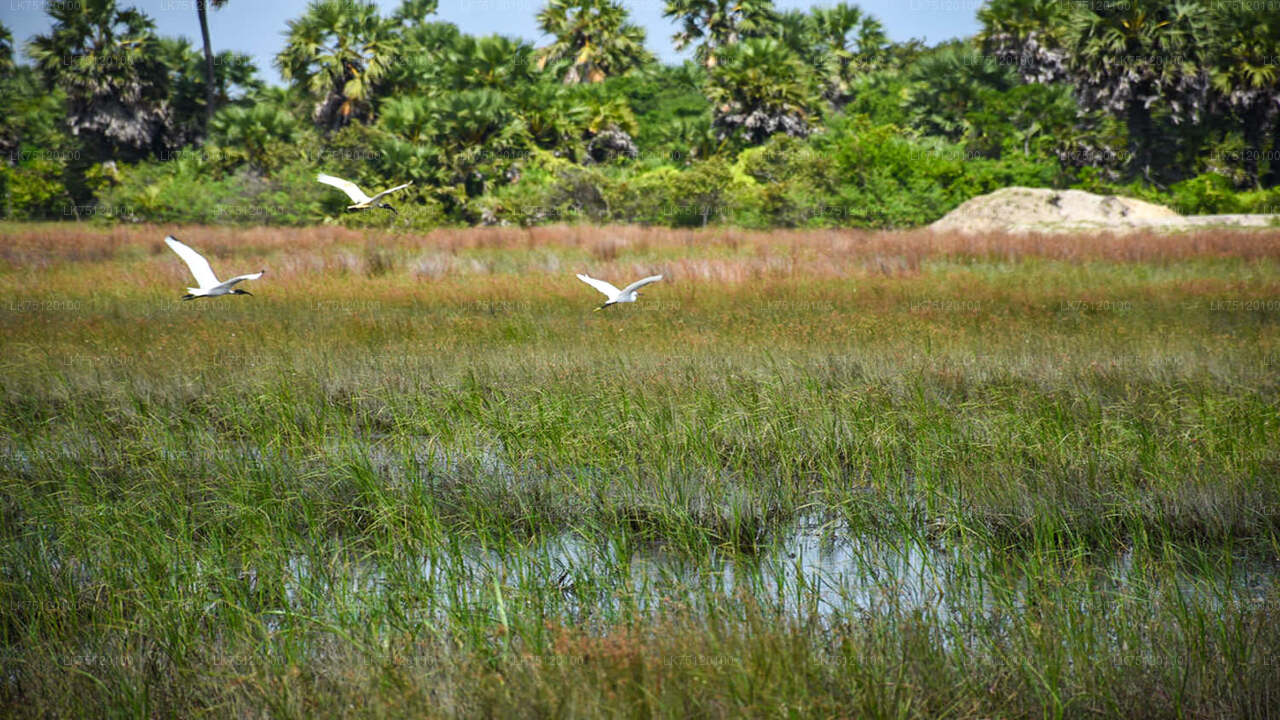 Birdwatching from Jaffna Lagoon