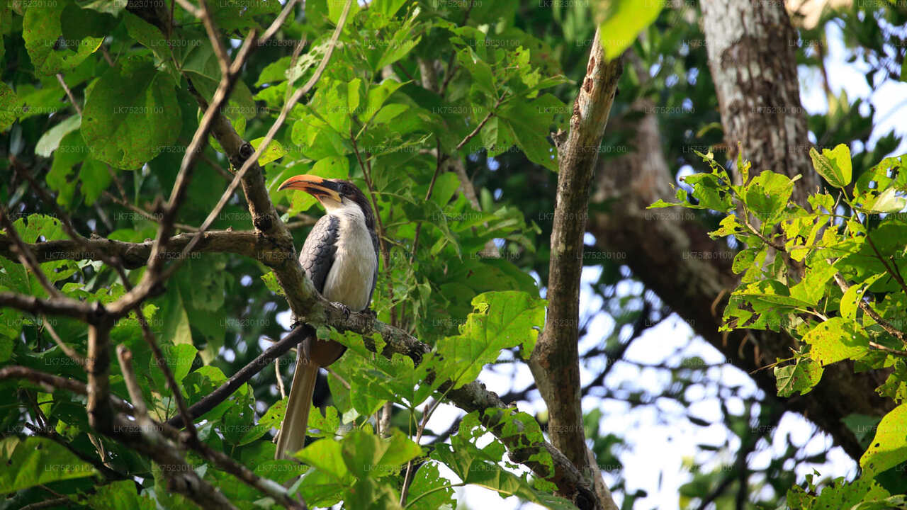 Birdwatching by Boat at Kalametiya Sanctuary
