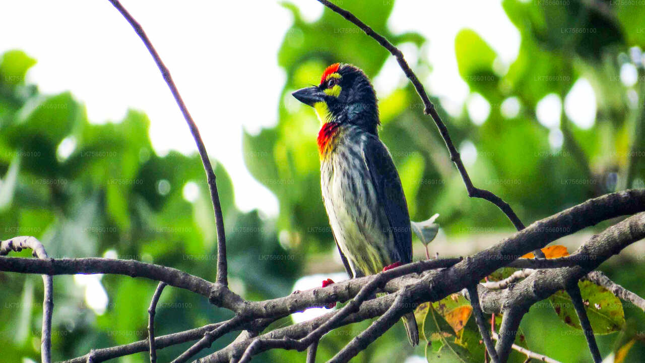 Birdwatching at Thalangama Wetland from Mount Lavinia