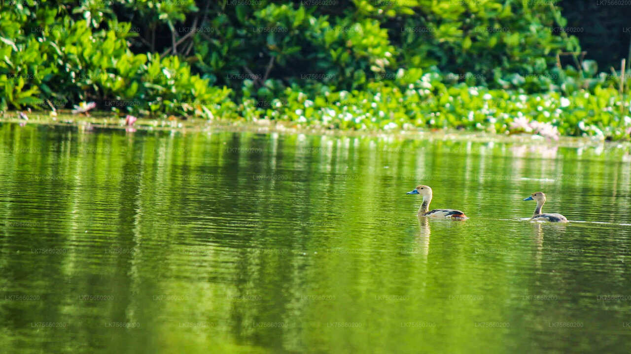Birdwatching at Muthurajawela Marsh from Mount Lavinia