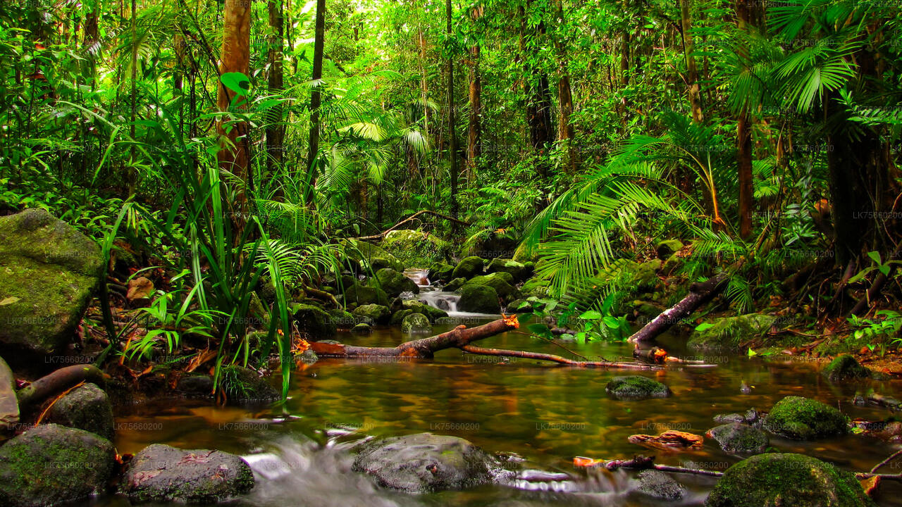 Birdwatching at Muthurajawela Marsh from Mount Lavinia