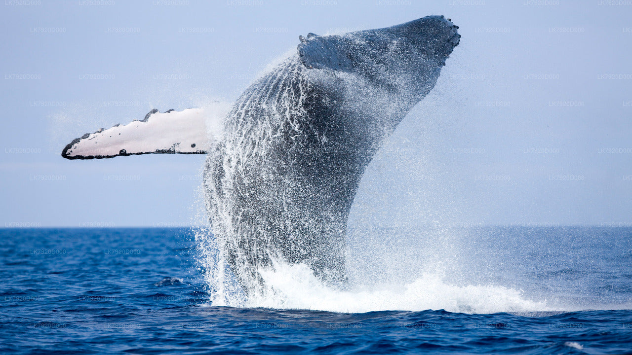 Overnight Yacht Vacation in Jaffna