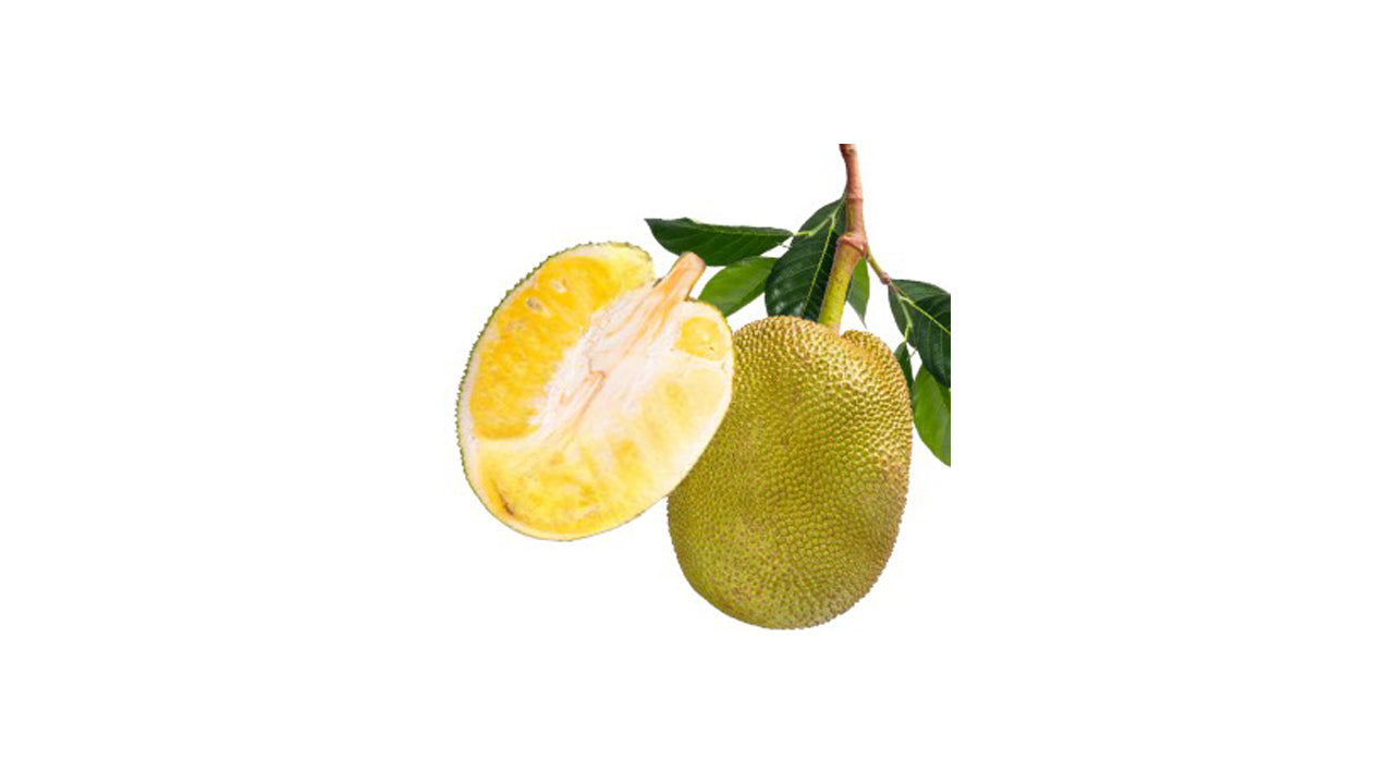 Lakpura Malaysian Seedless Jackfruit Plant
