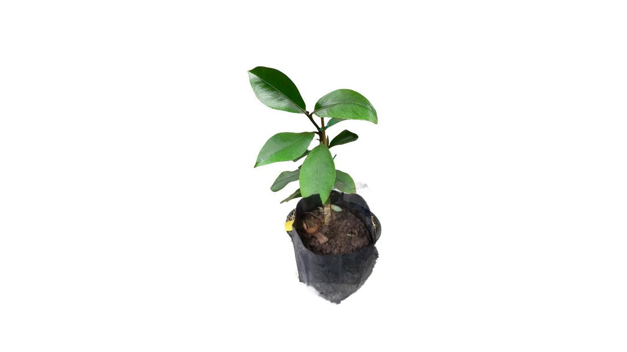 Lakpura Mangosteen (Mangus) Grafted Plant