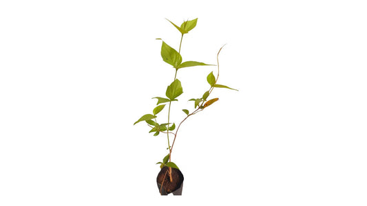 Lakpura Night Flowering Jasmine (Sepalika) Plant