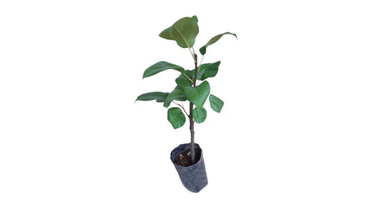 Lakpura Rahangala Pears Grafted Plant