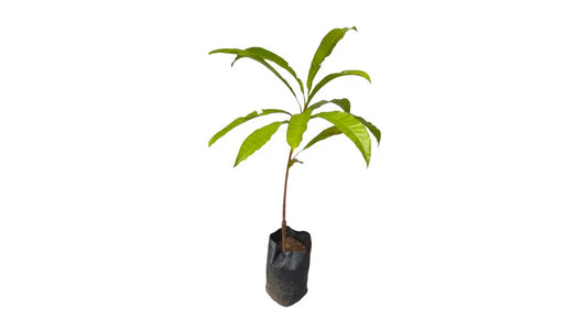 Lakpura Sapote (Lavalu) Grafted Plant